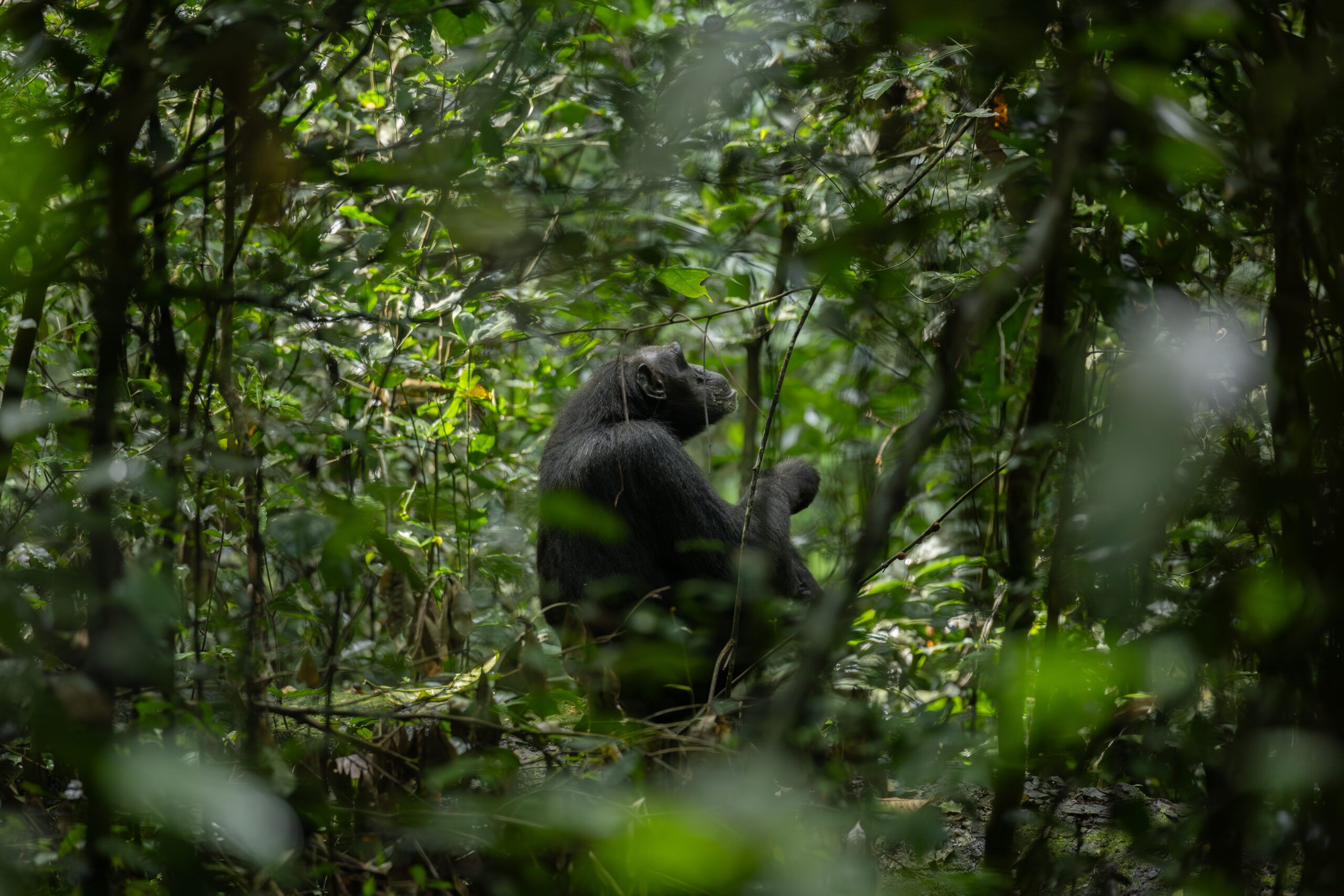 best time to visit Uganda