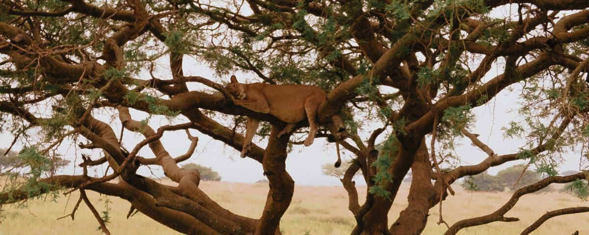 best time to visit Uganda