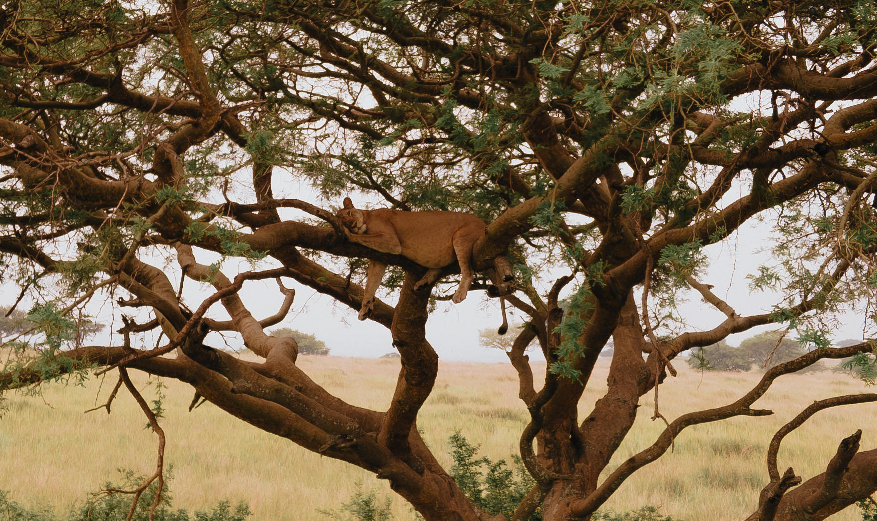 Uganda Safari With Kids