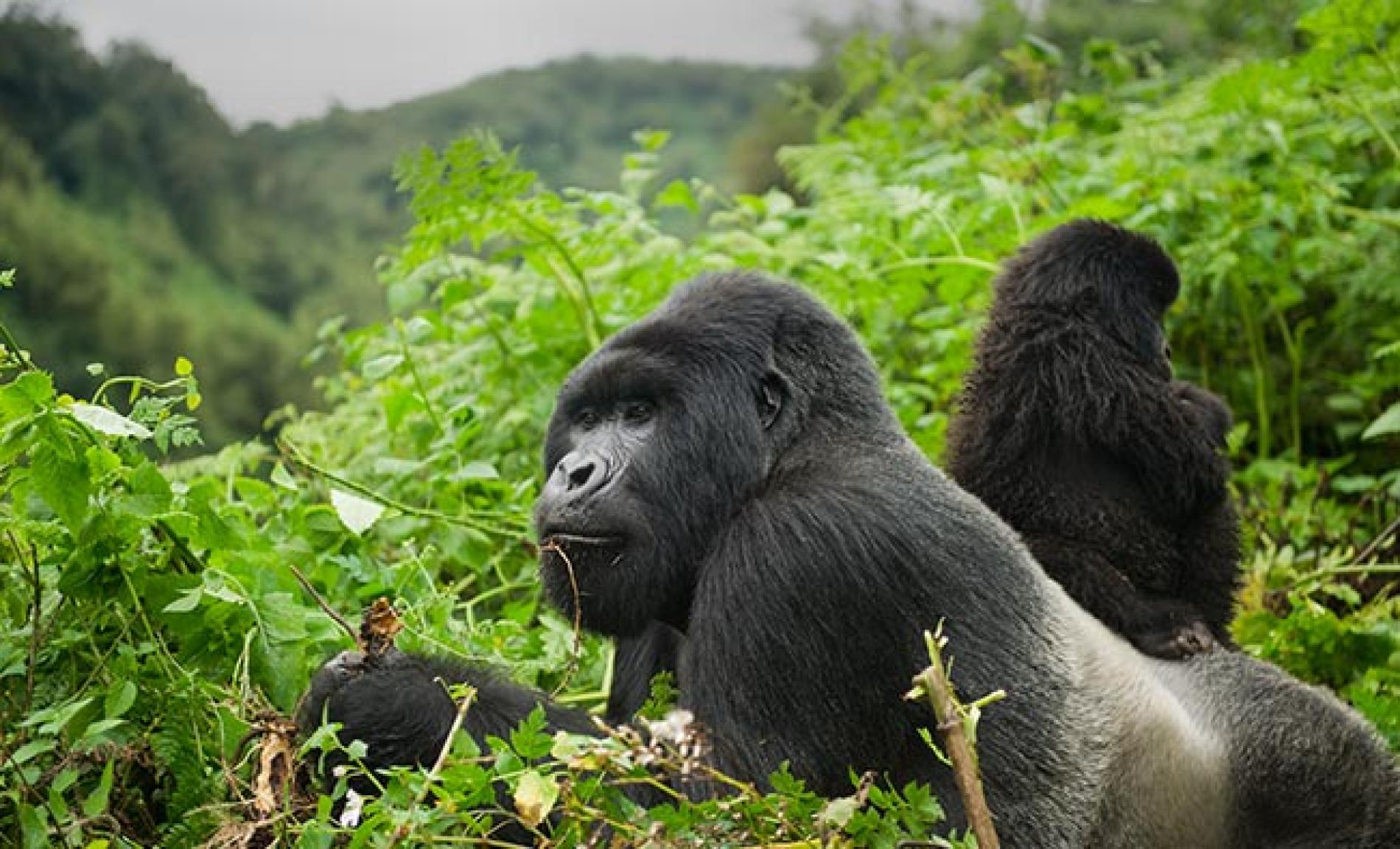 6-Day Rwanda Gorilla Trekking & Golden Monkeys Safari