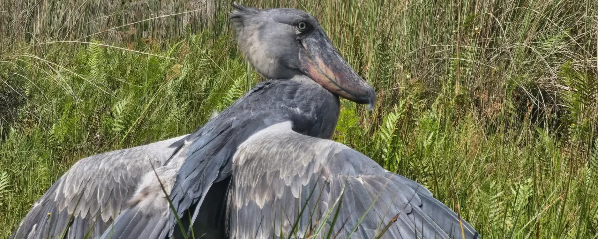 birding in Uganda