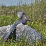 birding in Uganda