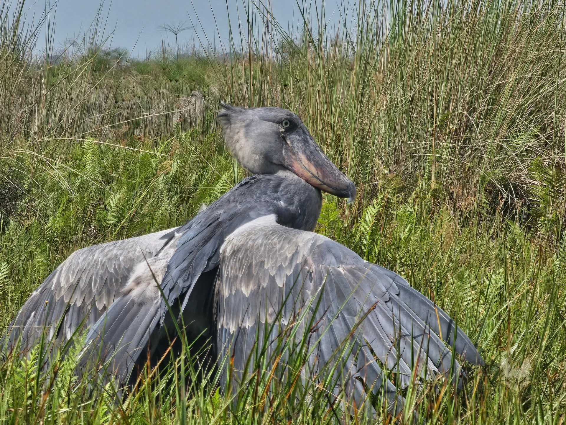 birding in Uganda