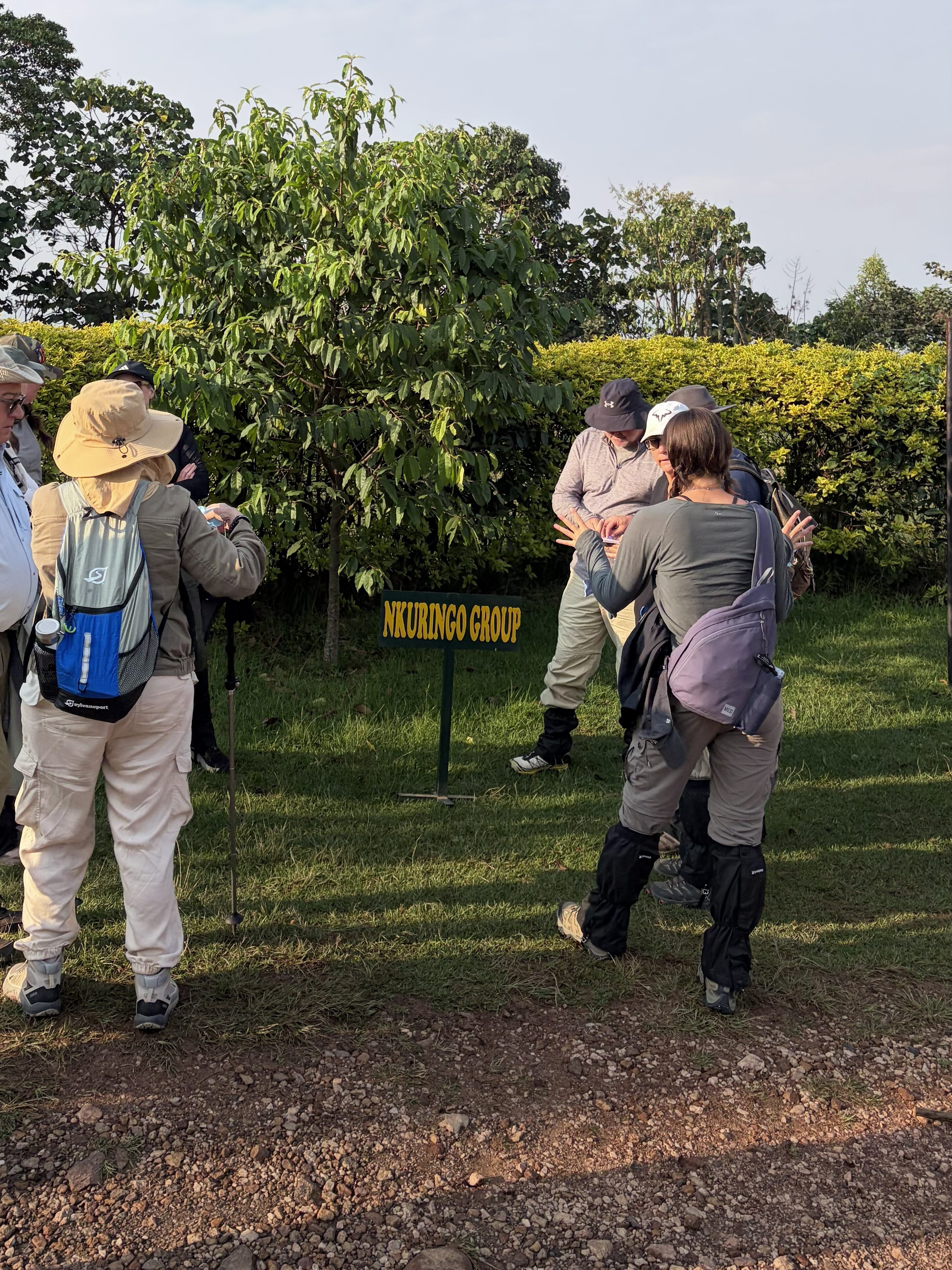 gorilla trekking what to expect