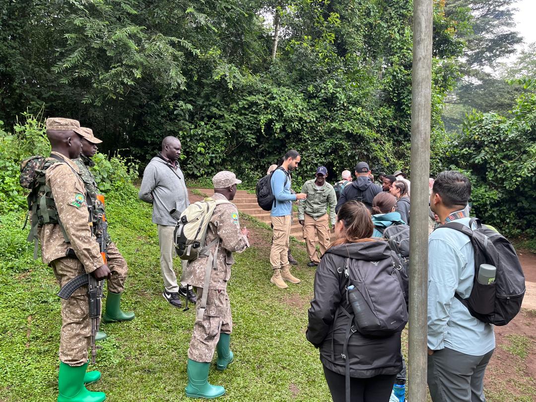 gorilla habituation experience vs gorilla trekking